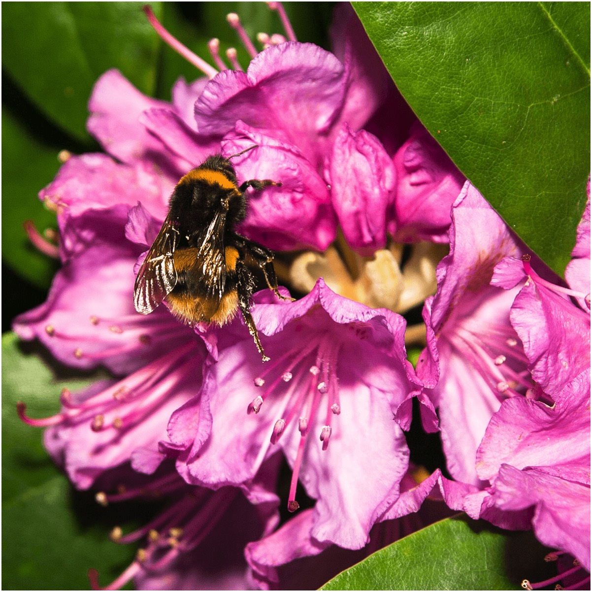 Busy bee on rhododendron