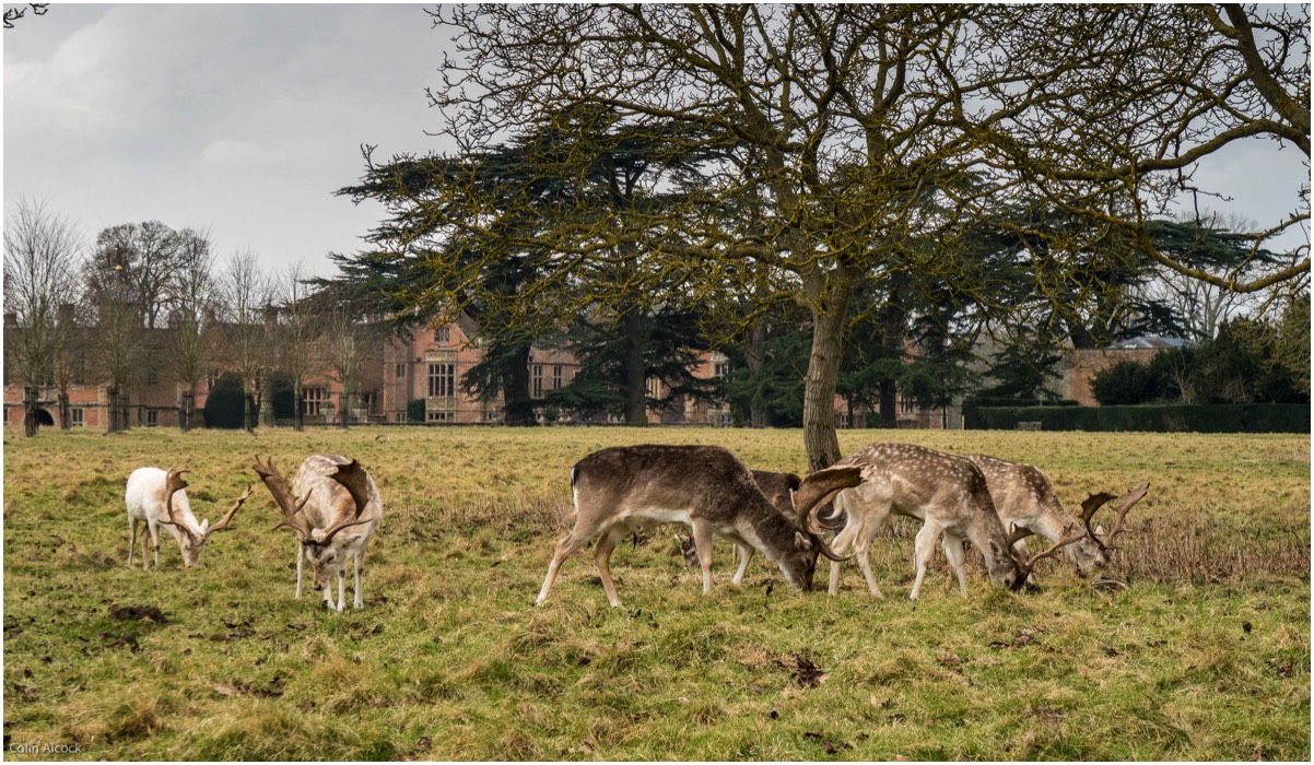 Fallow deer – Charlecote Park.