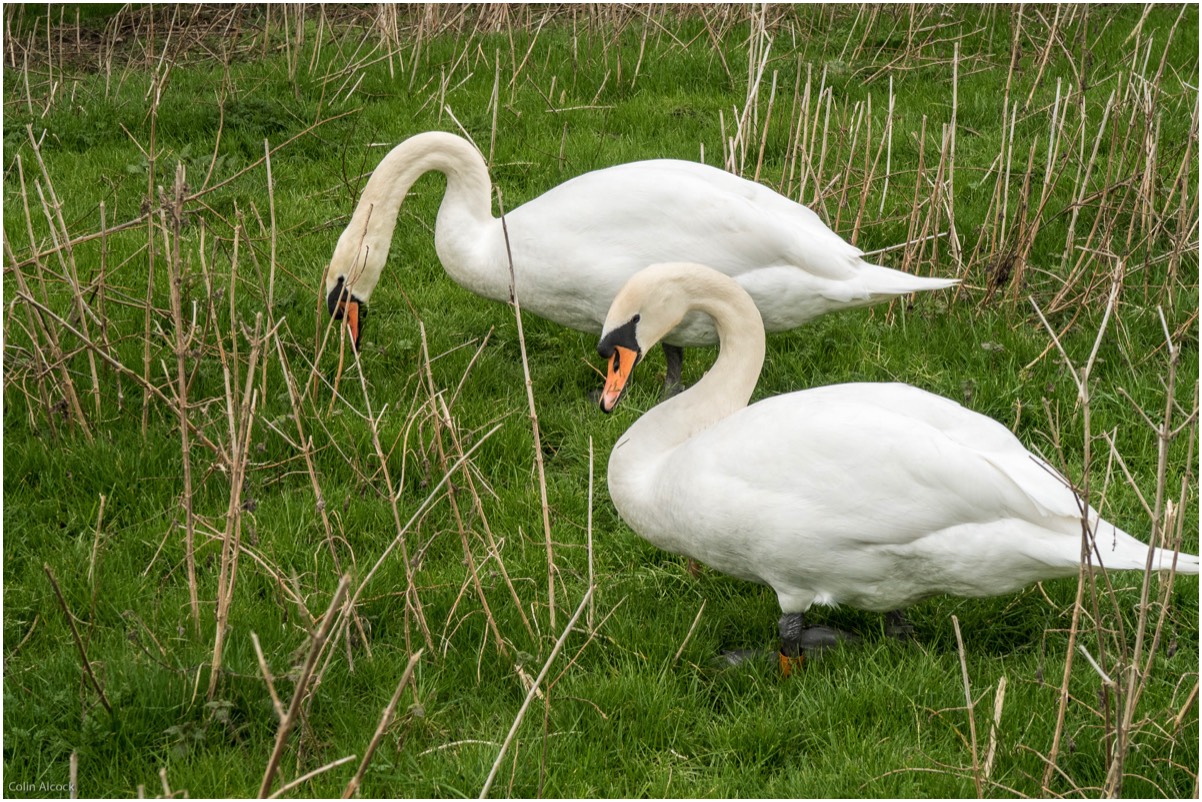 Grazing swans at Charlecote Park.