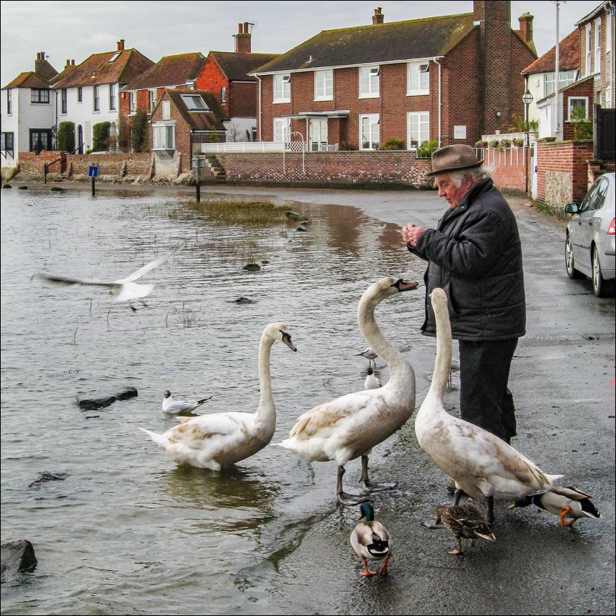 Feeding the swans. 1/200 f7.1 ISO100