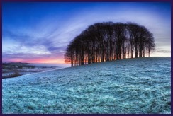 Beech copse in winter meadow